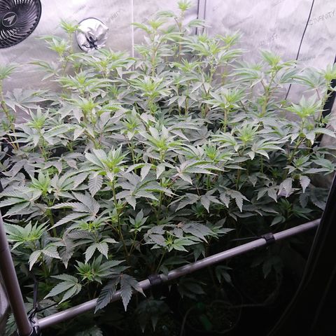 Fortune Cookies growlog timeline photo