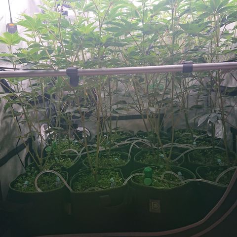 Fortune Cookies growlog timeline photo