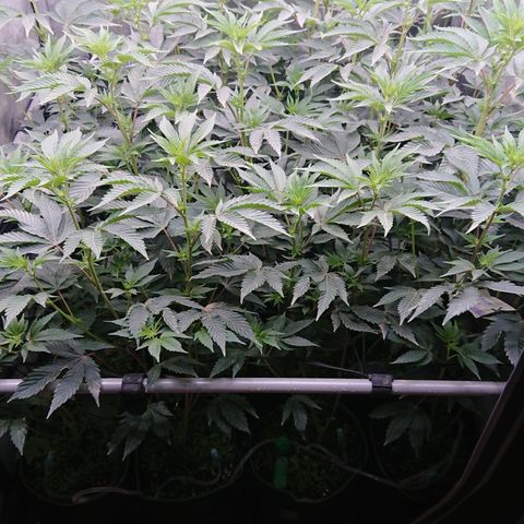 Fortune Cookies growlog timeline photo