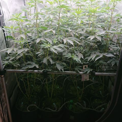 Fortune Cookies growlog timeline photo