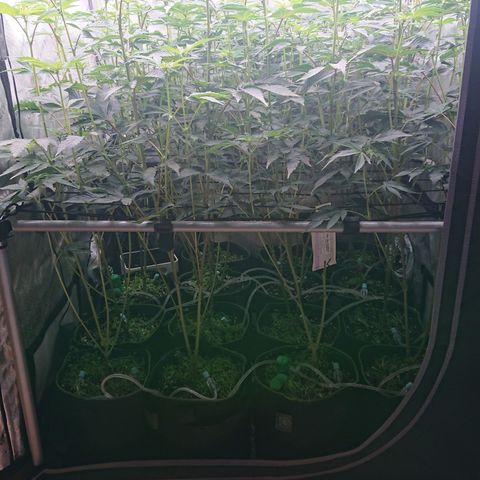 Fortune Cookies growlog timeline photo