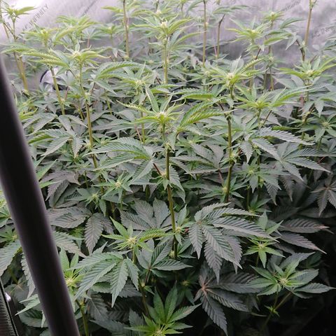 Fortune Cookies growlog timeline photo