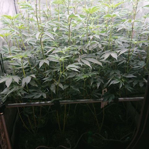 Fortune Cookies growlog timeline photo