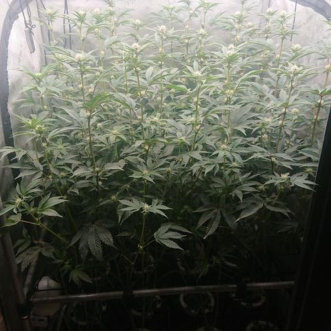Fortune Cookies growlog timeline photo