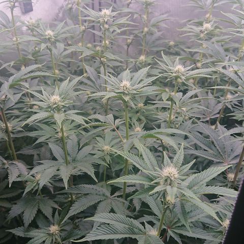Fortune Cookies growlog timeline photo