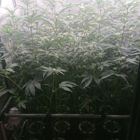 Fortune Cookies growlog timeline photo