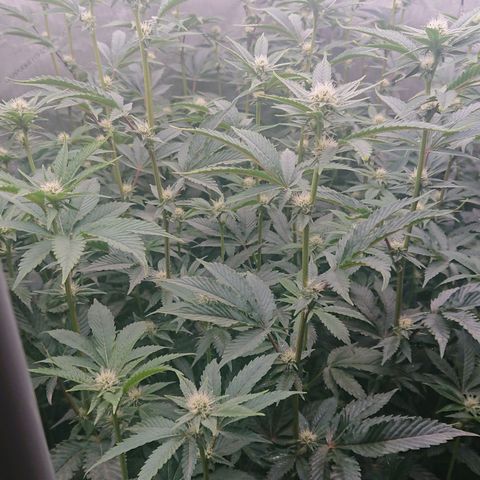 Fortune Cookies growlog timeline photo