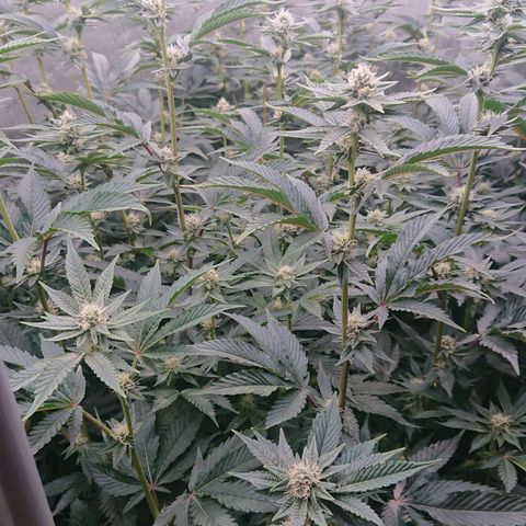Fortune Cookies growlog timeline photo