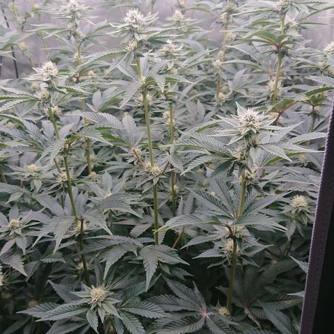 Fortune Cookies growlog timeline photo