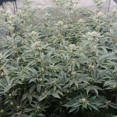 Fortune Cookies growlog timeline photo