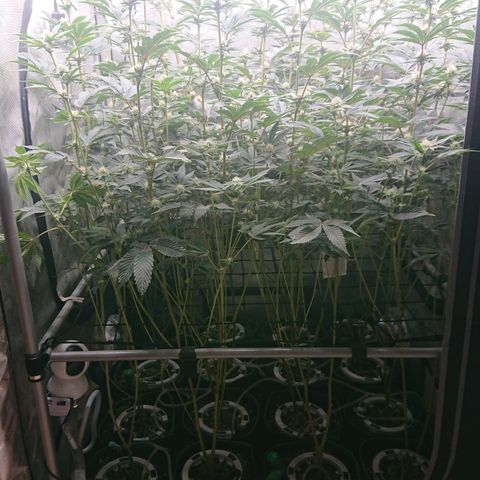 Fortune Cookies growlog timeline photo