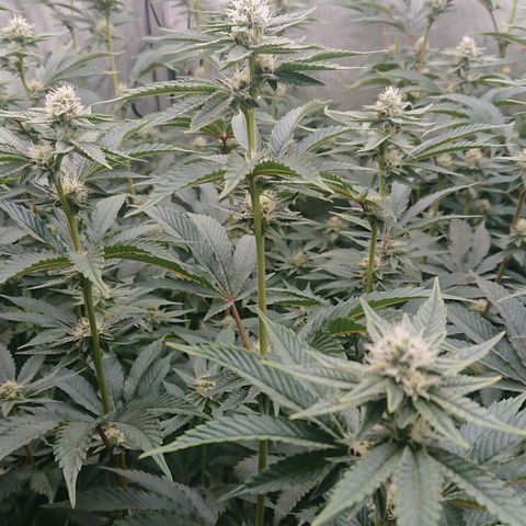 Fortune Cookies growlog timeline photo