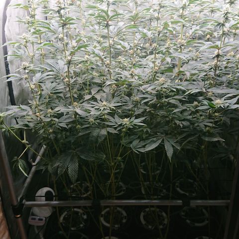 Fortune Cookies growlog timeline photo