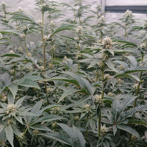 Fortune Cookies growlog timeline photo