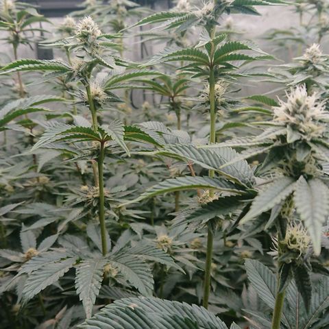 Fortune Cookies growlog timeline photo