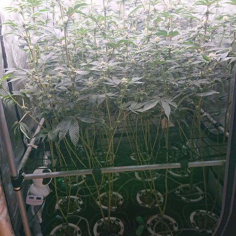 Fortune Cookies growlog timeline photo