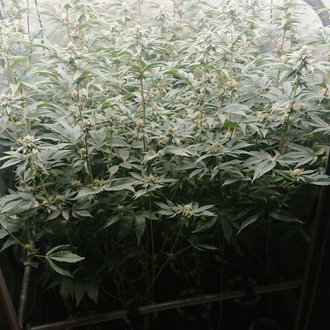 Fortune Cookies growlog timeline photo
