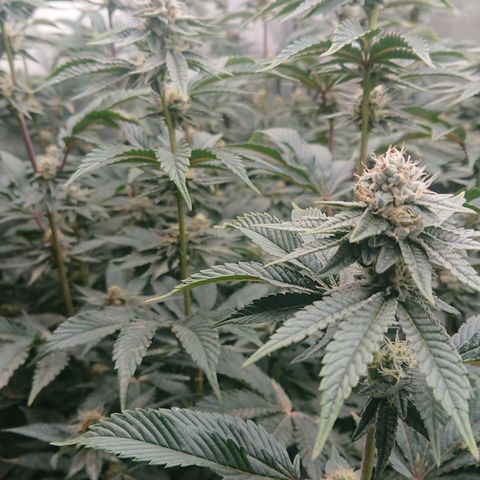 Fortune Cookies growlog timeline photo
