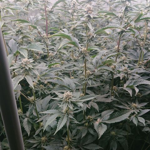 Fortune Cookies growlog timeline photo