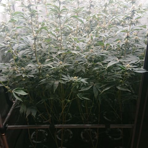 Fortune Cookies growlog timeline photo