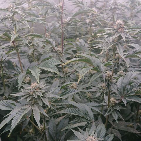 Fortune Cookies growlog timeline photo