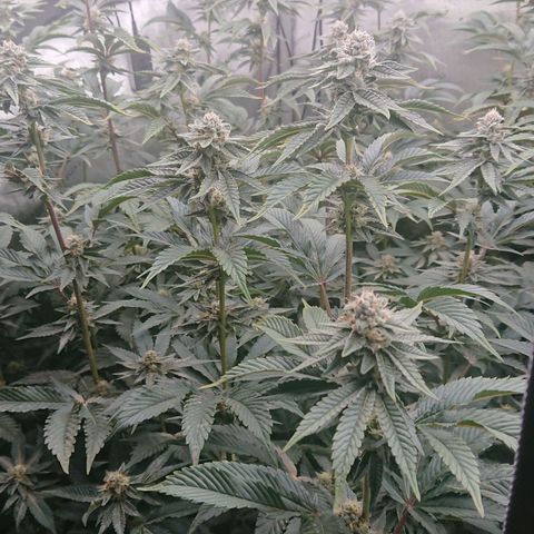 Fortune Cookies growlog timeline photo