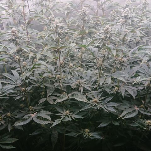 Fortune Cookies growlog timeline photo