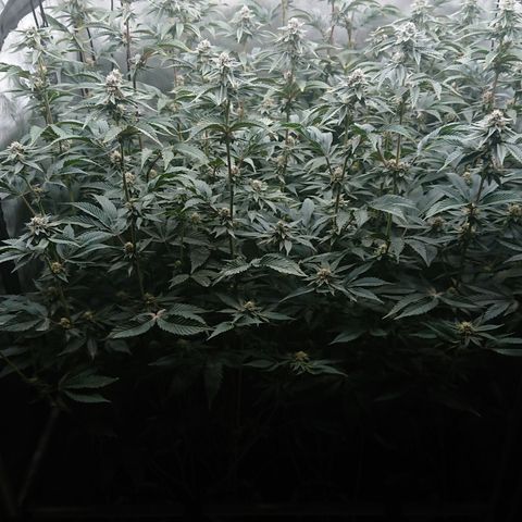 Fortune Cookies growlog timeline photo