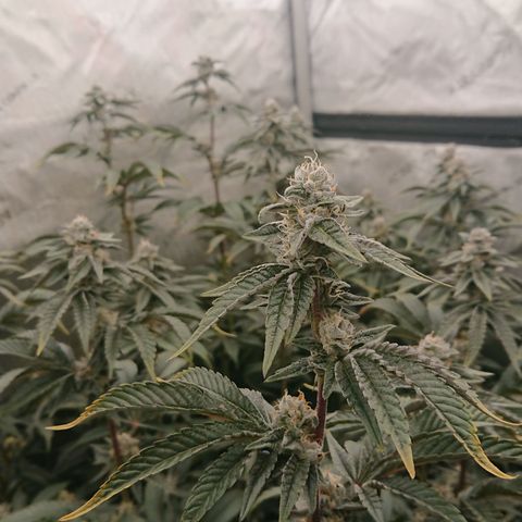 Fortune Cookies growlog timeline photo