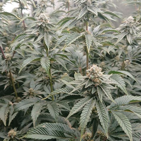 Fortune Cookies growlog timeline photo