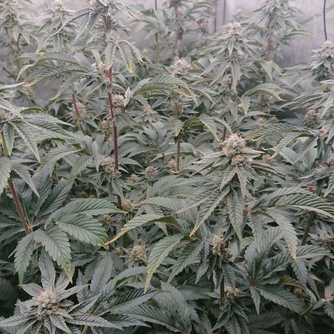 Fortune Cookies growlog timeline photo