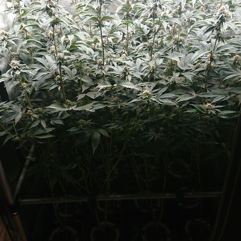 Fortune Cookies growlog timeline photo