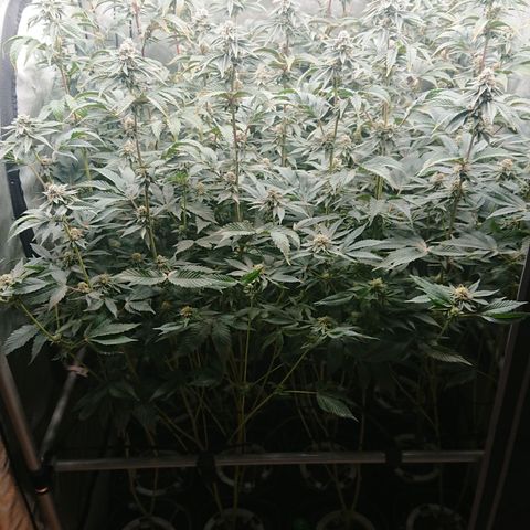 Fortune Cookies growlog timeline photo