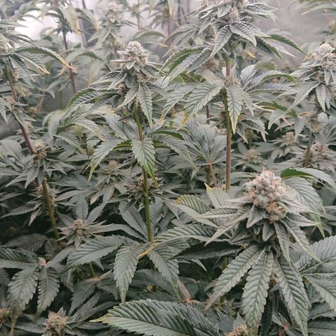 Fortune Cookies growlog timeline photo