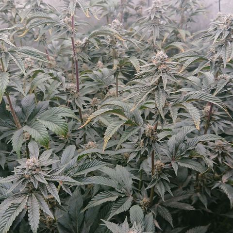 Fortune Cookies growlog timeline photo