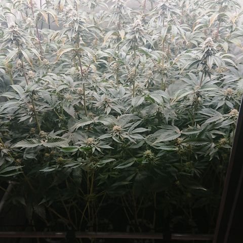 Fortune Cookies growlog timeline photo