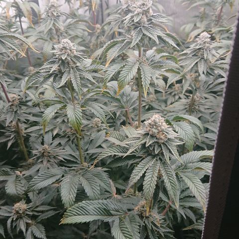 Fortune Cookies growlog timeline photo
