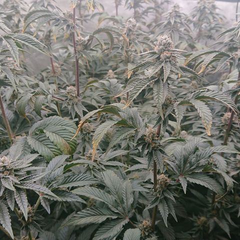 Fortune Cookies growlog timeline photo