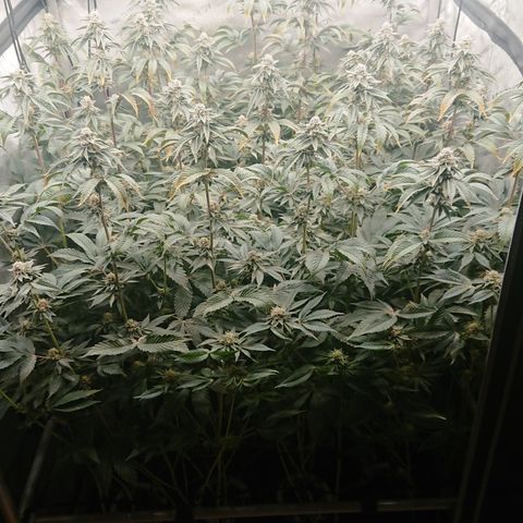 Fortune Cookies growlog timeline photo