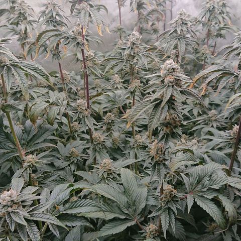 Fortune Cookies growlog timeline photo