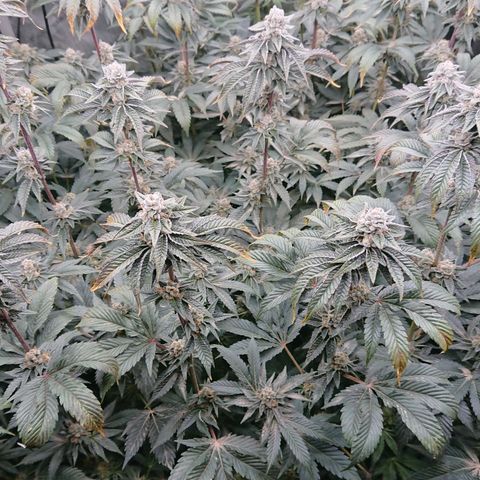 Fortune Cookies growlog timeline photo