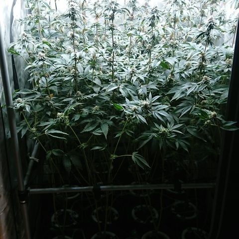 Fortune Cookies growlog timeline photo