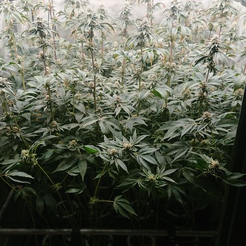 Fortune Cookies growlog timeline photo