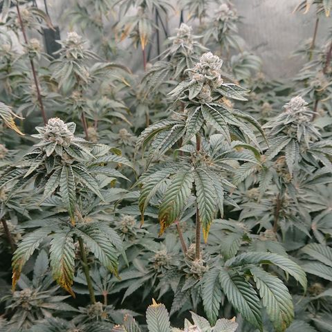 Fortune Cookies growlog timeline photo