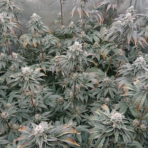 Fortune Cookies growlog timeline photo
