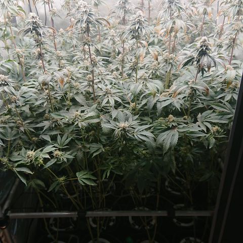 Fortune Cookies growlog timeline photo