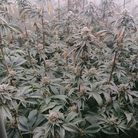 Fortune Cookies growlog timeline photo