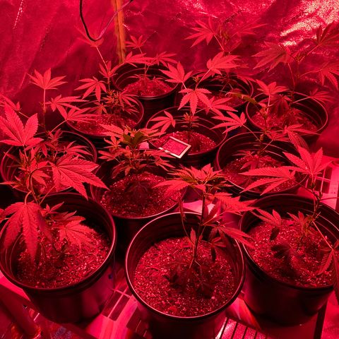 Blue Cookies growlog timeline photo