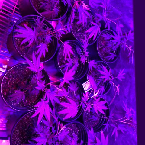 Blue Cookies growlog timeline photo
