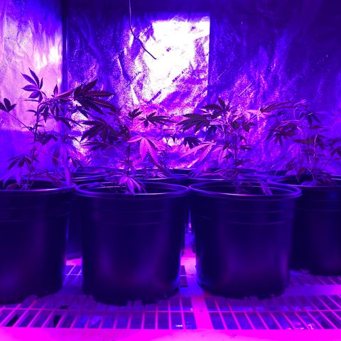 Blue Cookies growlog timeline photo